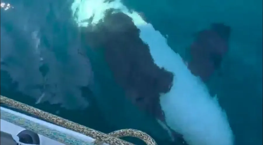 CAPTURA DE PANTALLA DEL VIDEO Orca atacando a uno de los veleros VO65