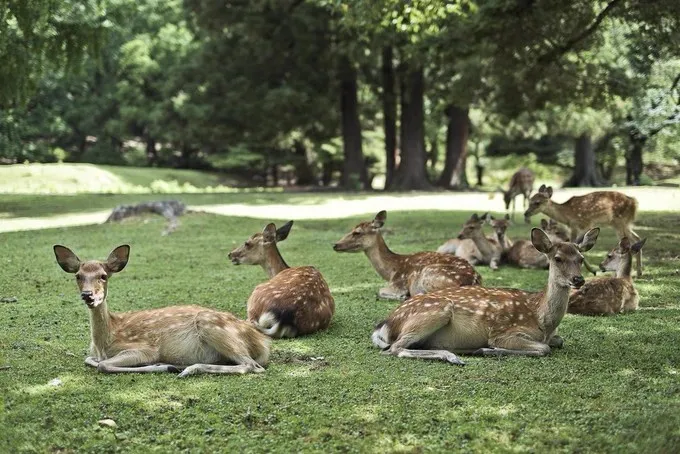 Venados toman el sol en Japón