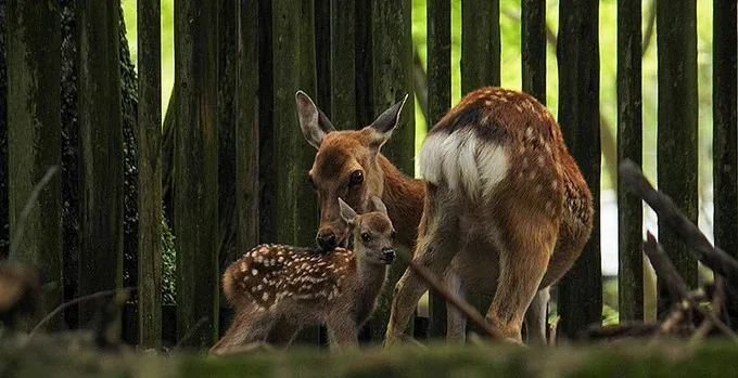 Japón protege a los venados