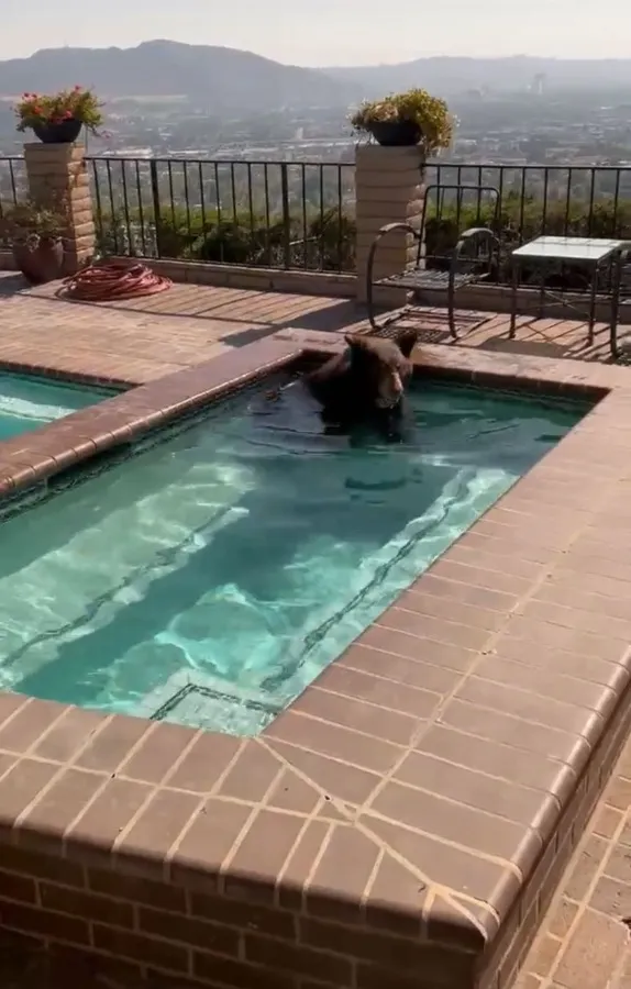 El oso se metió a la alberca