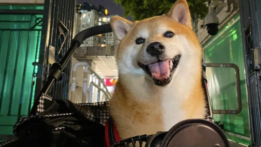 INSTAGRAM: @balltze Cheems durante un paseo