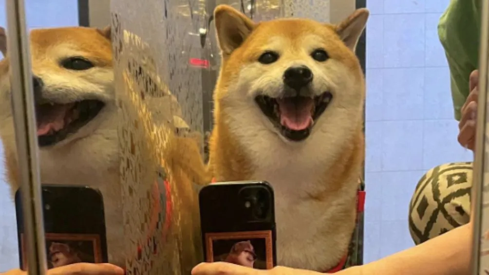 INSTAGRAM: @balltze Balltze en una foto que le tomaron sus dueños