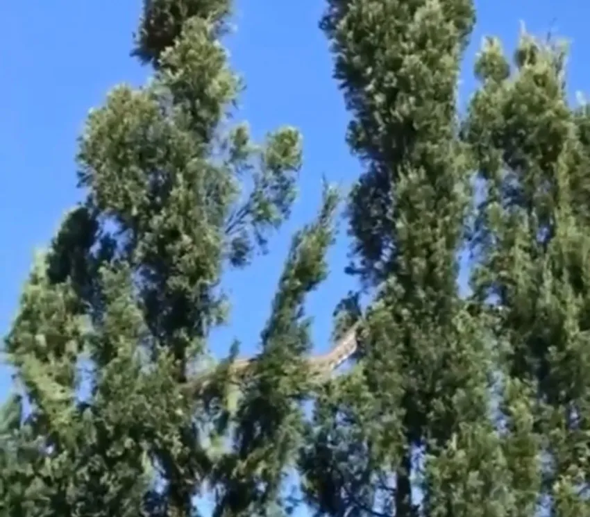 Al rededor de cinco metros el tamaño del Pitón