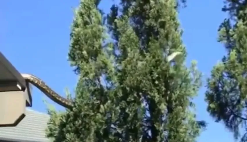 La serpiente se paseaba entre árboles