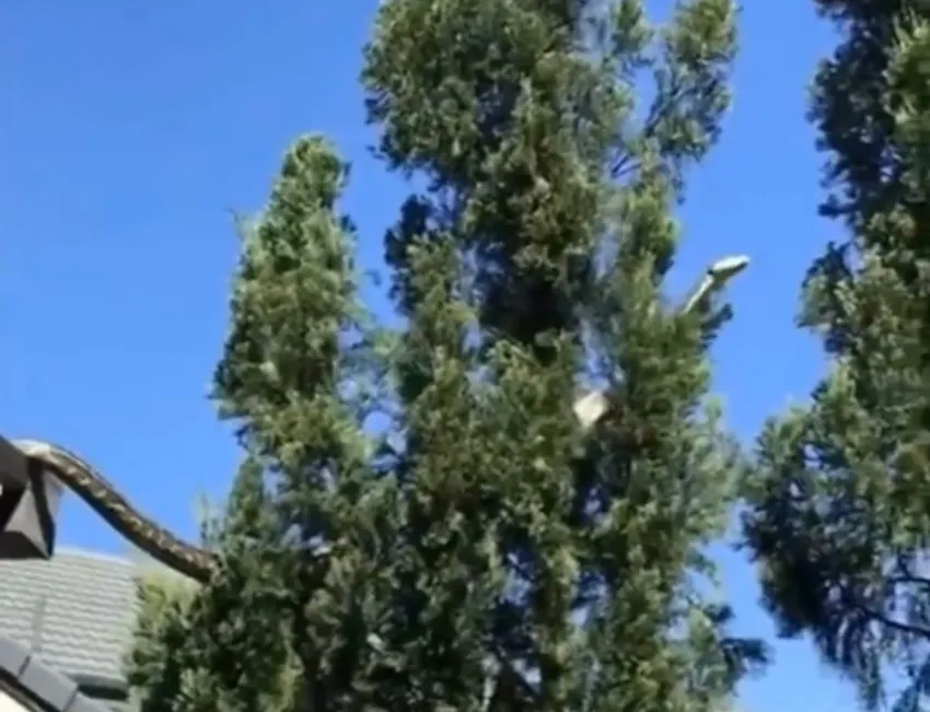 Este hecho sucedió en Australia