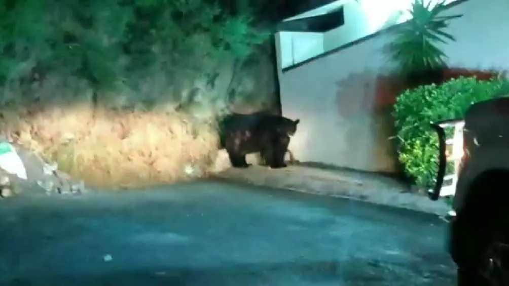Varias personas avistaron al osos en Monterrey