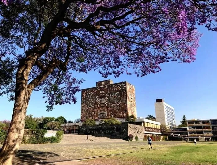UNAM informó que no hay plaga en la Facultad de Química