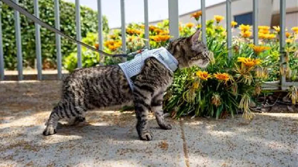 Comenzó el Día de los muertos