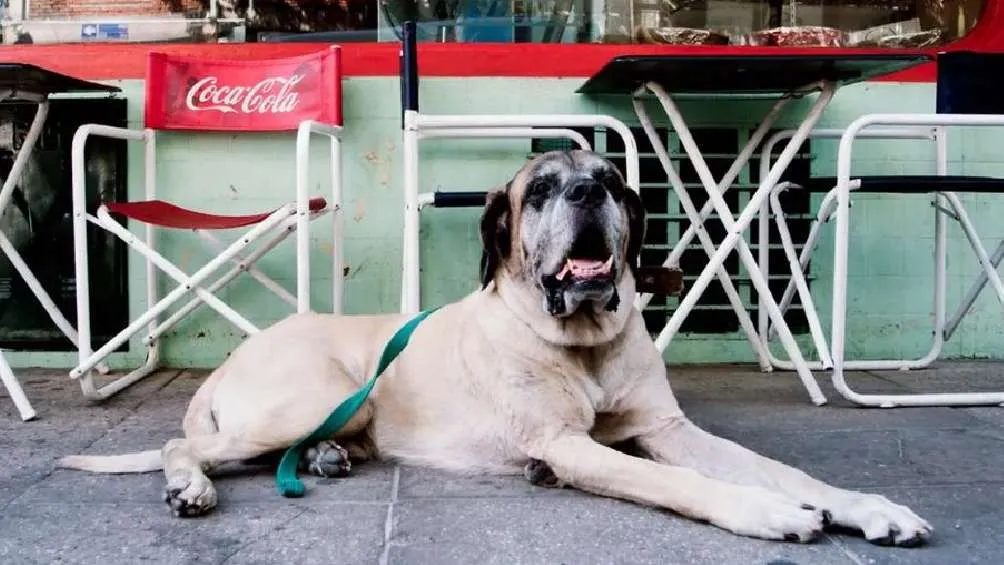 Conan fue adoptado por Milei en 2004, pero en 2017 falleció