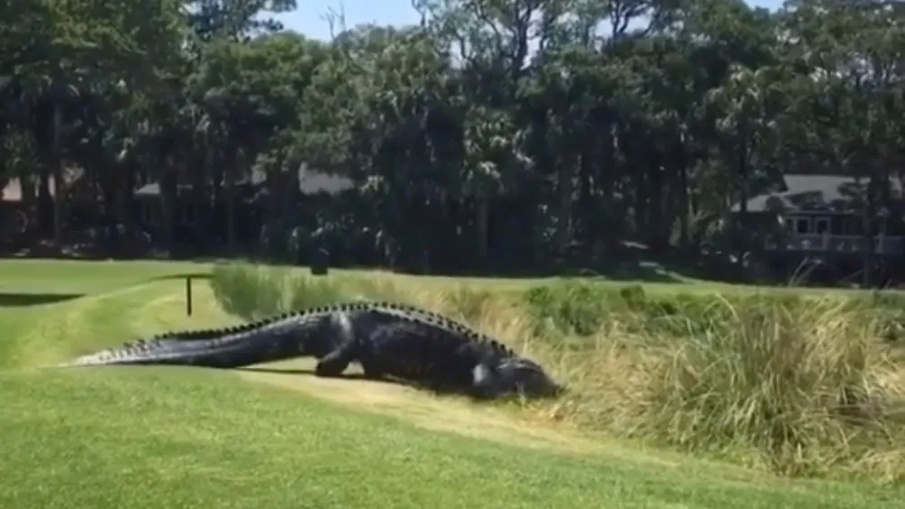 Instagram: @golfjunkie1 Largatos también han sido presenciados en campos de golf