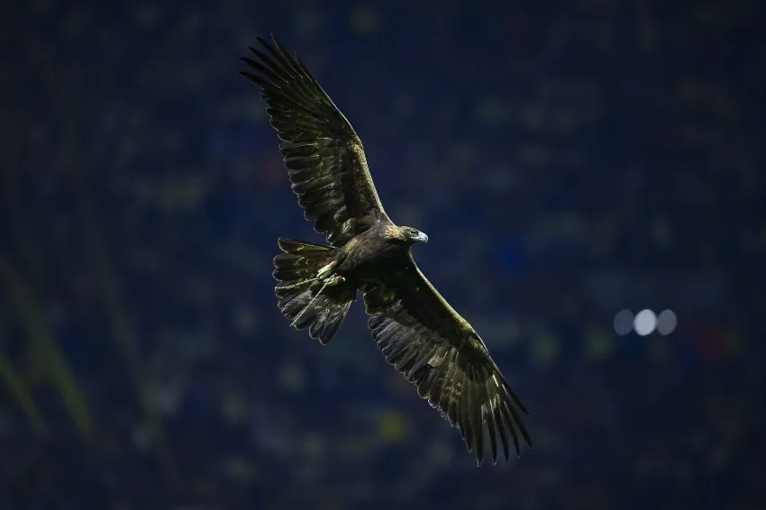 MEXSPORT El Águila volando en el Azteca