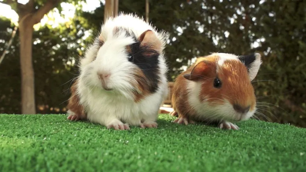 Los cuyos son seres sociales