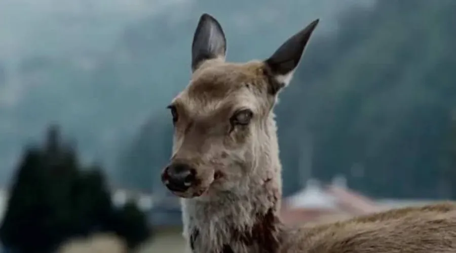 CAPTURA DE PANTALLA: TWITTER Virus del Ciervo Zombi despierta la preocupación científica