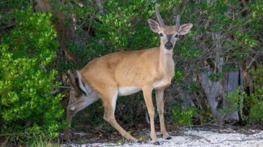CAPTURA DE PANTALLA: TWITTER Virus del Ciervo Zombi despierta la preocupación científica
