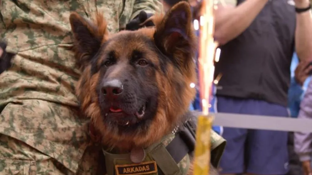 Arkadas es una perra donada por Turquía a México