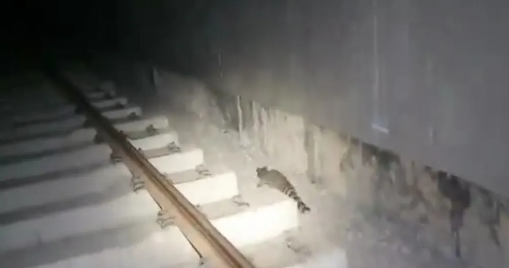 Así corría el cacomixtle en las vías del Metro.