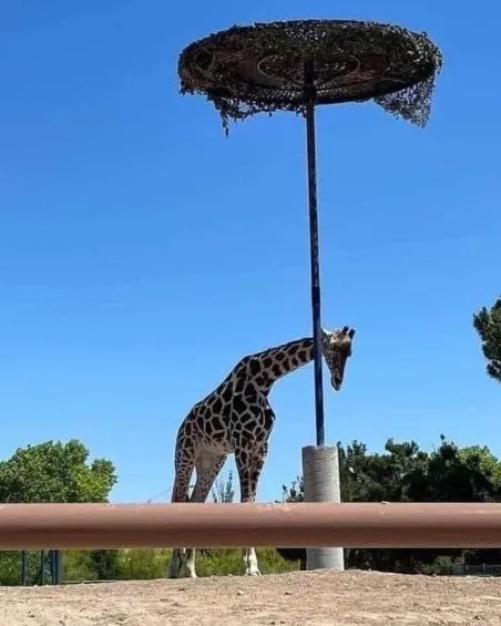 Así se ve Benito en el Parque Central de Chihuahua.