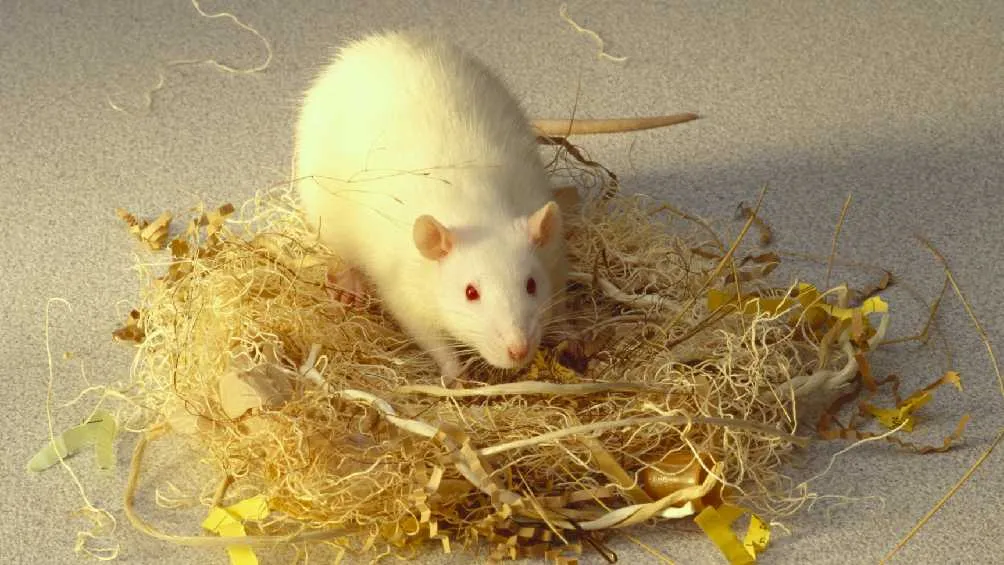 Los ocho ratones a los que se les infectó, murieron una semana después.