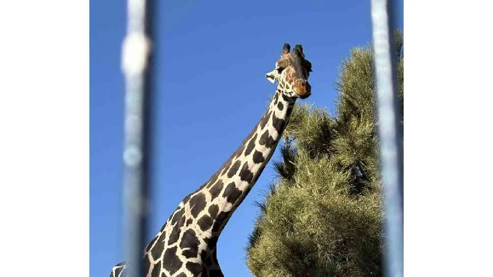 El animalito estaba expuesto a malas condiciones en el Parque Central de Ciudad Juárez.