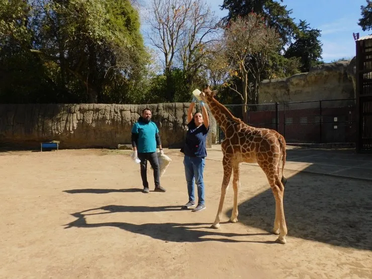 Las atenciones a la jirafita son de día y de noche.
