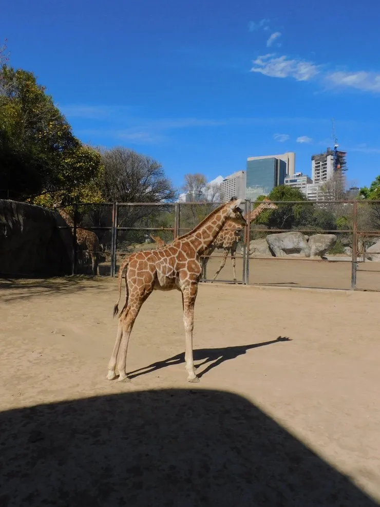 El animal es auxiliado por personal del Zoológico de Chapultepec.