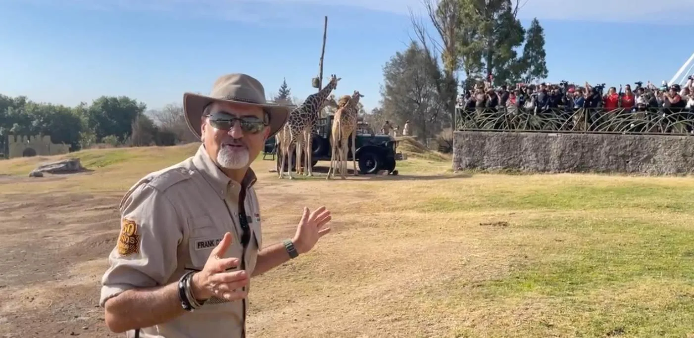 Los especialistas de Africam Safari buscan que Benito se convierta en un semental.
