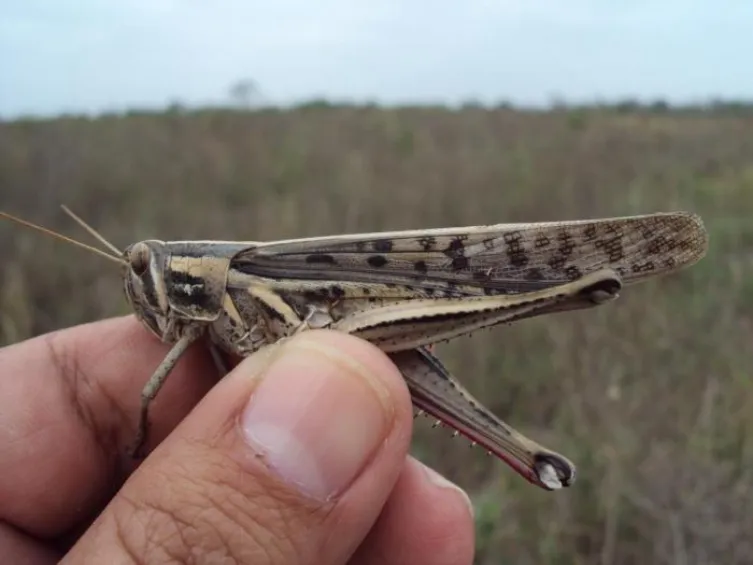 Las langostas centroamericanas pueden medir hasta ocho centímetro.