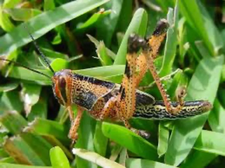 En caso de ser vistas en los cultivos, debe darse aviso a las autoridades.