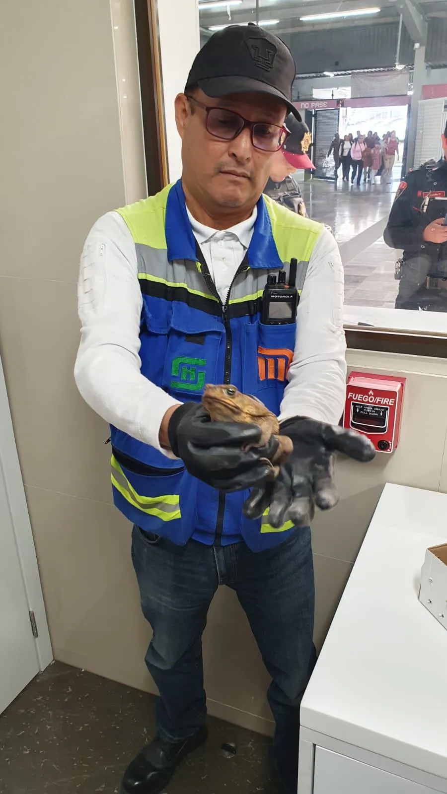 X: @MetroCDMX El anfibio será llevado a un refugio animal.