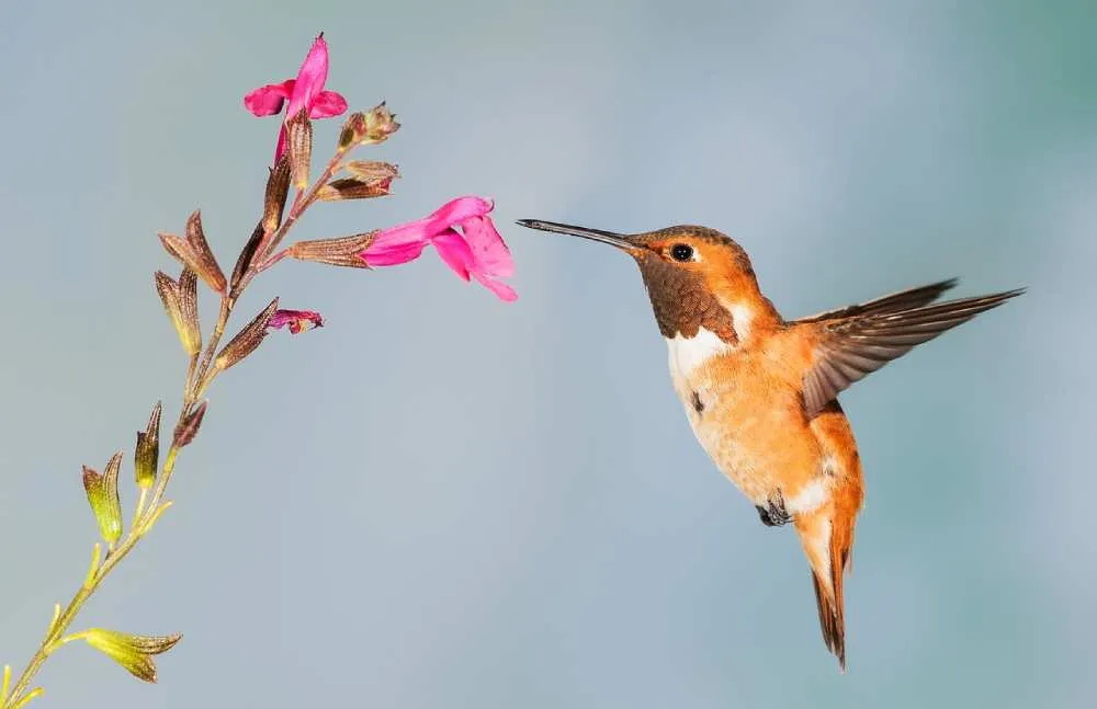 Los colibríes de México se encuentran en un&nbsp;alarmante peligro&nbsp;de extinción.