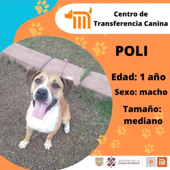 En ocasiones, los perritos rescatados se ponen en adopción.