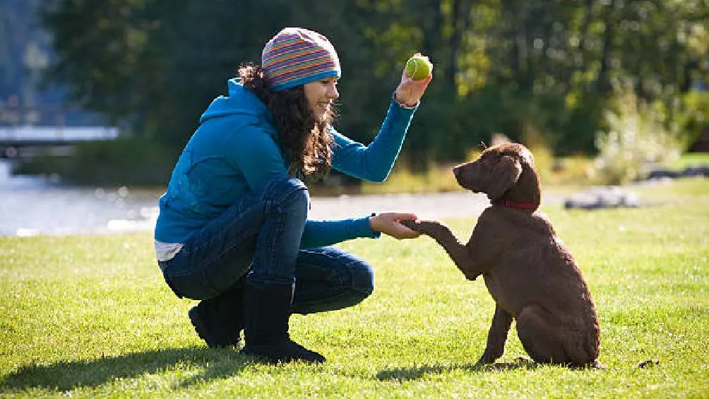 El adiestramiento canino ayuda a fortaleces los lazos con los dueños de los perros y les ayuda a socializar Foto Getty imagenes