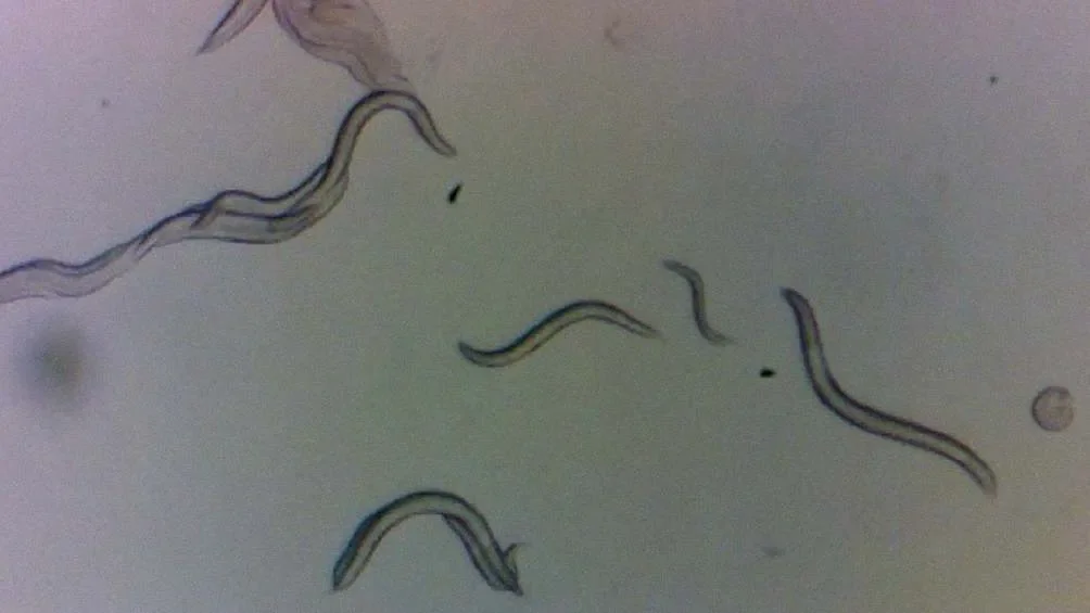 Científicos de la Universidad de Nueva York descubrieron que el ADN de los gusanos no se alteró.