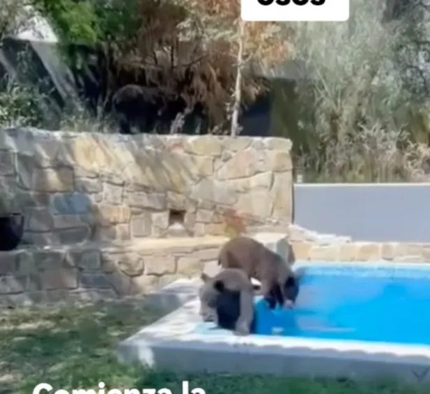 Tiempo después no dudaron, y se metieron a la alberca.