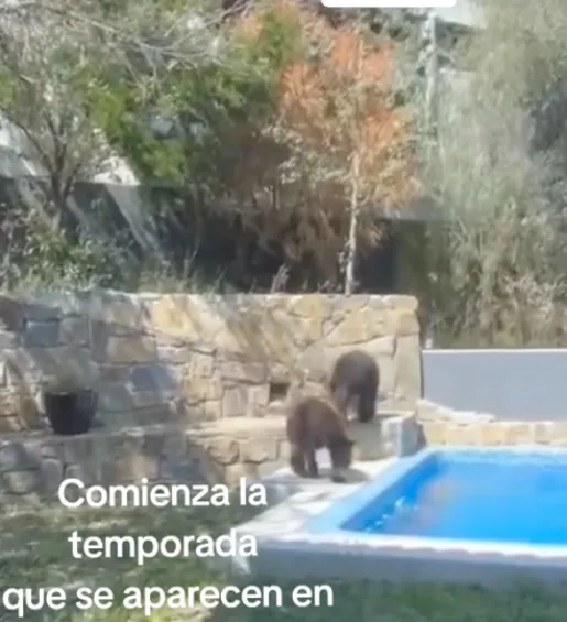 Los osos poco a poco identificaron el lugar.