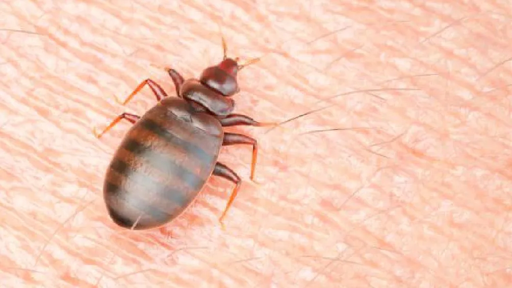 En México, la temporada de chinches suele ser durante los meses de primavera y verano, Foto Especial