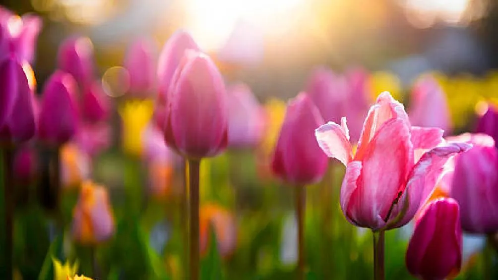 En la primavera de 2024 en México, comienza una estación llena de color y vida. Foto Pexeles