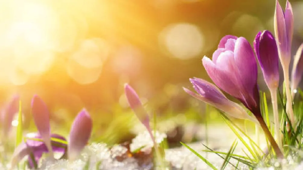 La primavera es una estación en la que las temperaturas aumentan y las plantas florecen Foto Pexeles