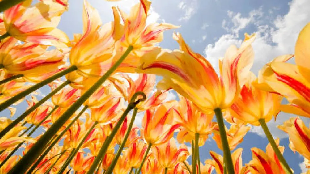 Este evento marca el inicio de la primavera en el hemisferio norte y del otoño en el hemisferio sur Foto Pexeles