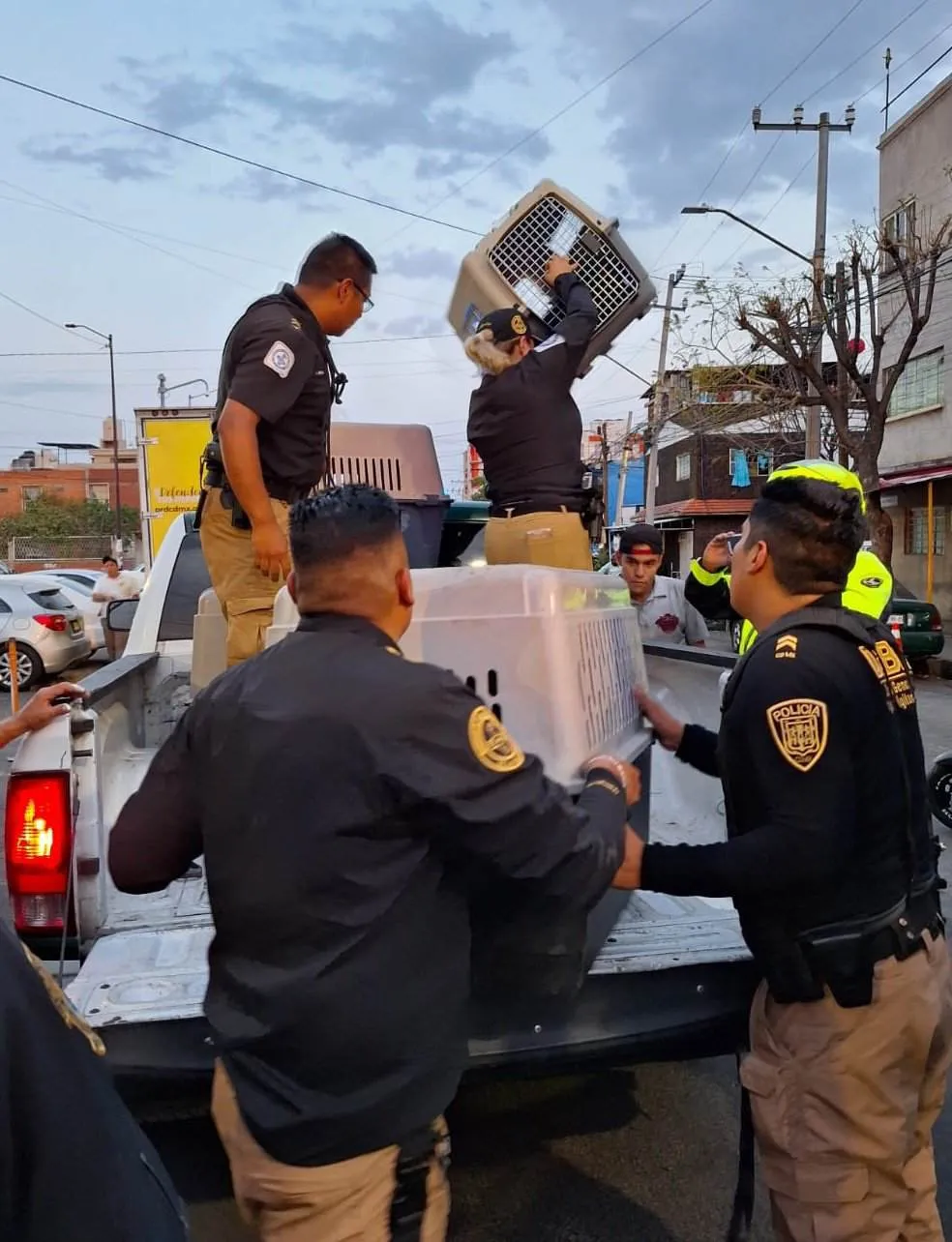 El Lobo se fue a un albergue para analizar su especie.