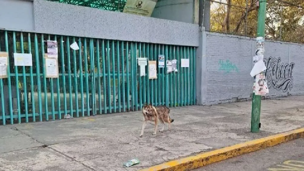 El lobo estuvo vagando por calles de la alcaldía Gustavo A. Madero.
