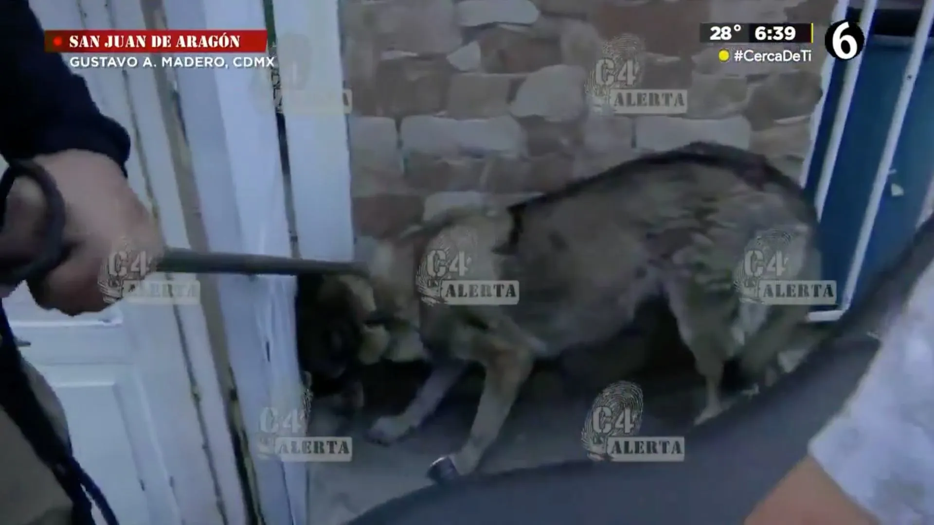 Entre las autoridades y civiles fue como se logró la captura del animal.