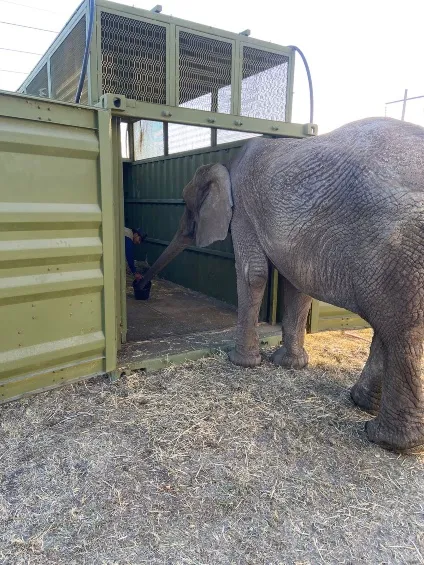 El contenedor en el que Annie viaja es especial para ella.