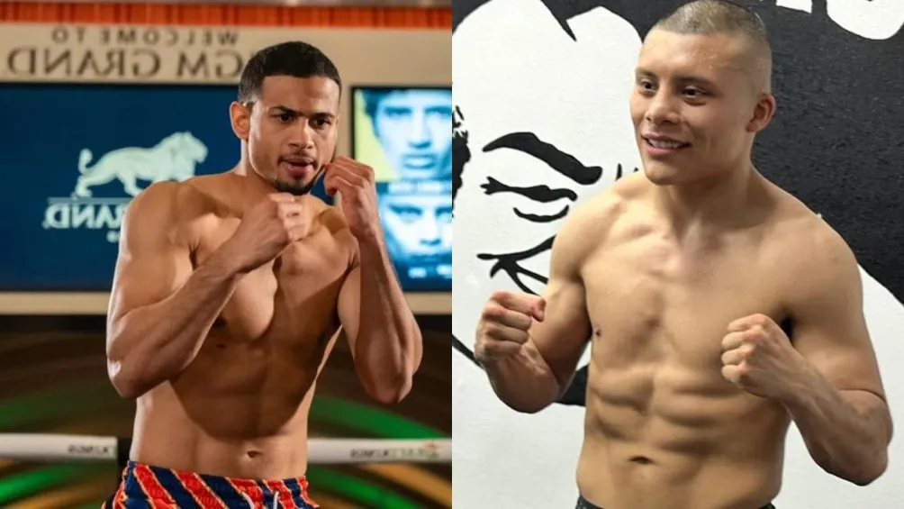 'Rolly' vs 'Pitbull'