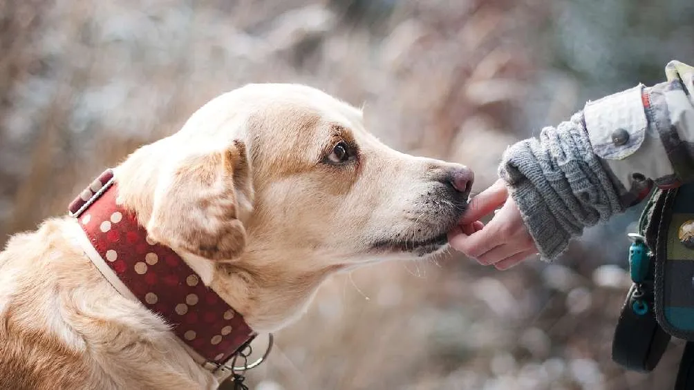 Aquellos dueños de mascotas que no tramiten el documento, podrían recibir una multa.