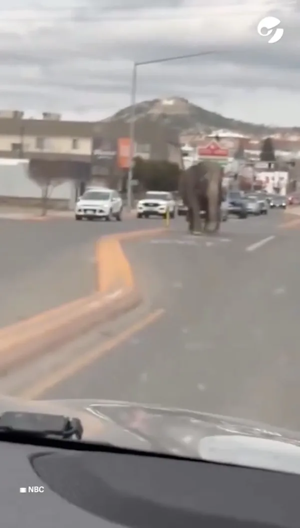 X: @quepasa_oficial El elefante fue grabado cuando ya estaba en las calles.