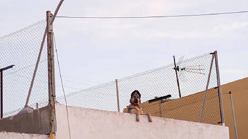 Se están difundiendo alertas para proteger a las mascotas del calor debido a la ola de calor en México. Foto iStock