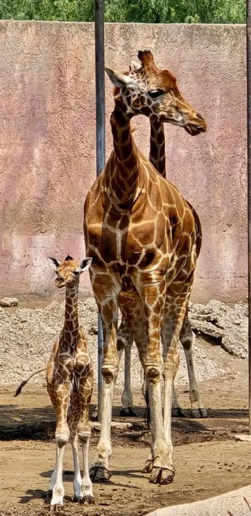 El animal bebé está en observación por parte de personal especializado.