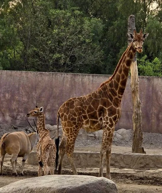 La cría está junto a su mamá para alimentarlo.
