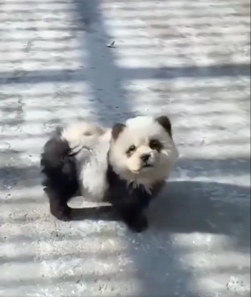 Los perros fueron pintados de negro en patas y ojos.